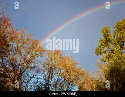 UK weather: a rainbow forms in the sky over a trees in a garden during rain in Surrey, south-east England in winter Stock Photo