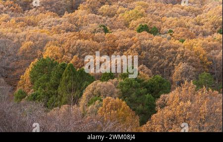 Wallpapers with autumn trees of different colors. Autumn in the mountains of Madrid. Beautiful autumn landscape with trees with autumn colors. Stock Photo