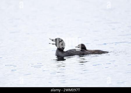 Female Musk duck (Biziura lobata) with chick Stock Photo