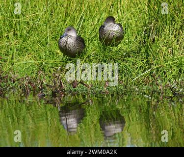 Pair of Grey teal (Anas gracilis) Stock Photo