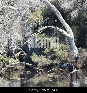 Little black cormorants (Phalacrocorax sulcirostris) resting on tree branches and preening their feathers Stock Photo