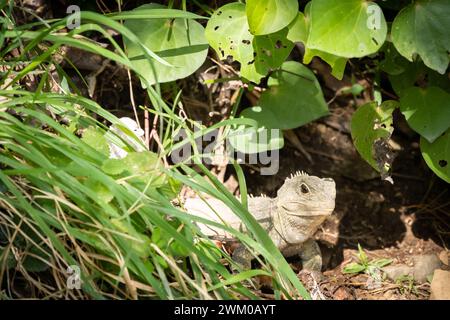 Rare native Tuatara lizard crawling through green foliage green forest, New Zealand Stock Photo