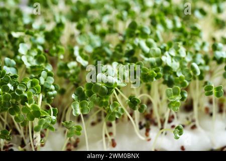 Closeup of fresh broccoli sprouts or microgreens Stock Photo