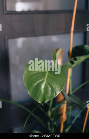 Green plant on wooden stand by window Stock Photo