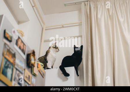 Two cats sitting on top of a cabinet, making eye contact with the viewer Stock Photo