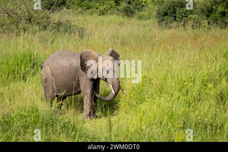 A young African Savanna Elephant (Loxodonta africana) calf in Mikumi National Park in Tanzania. These elephants as listed as endangered. Stock Photo
