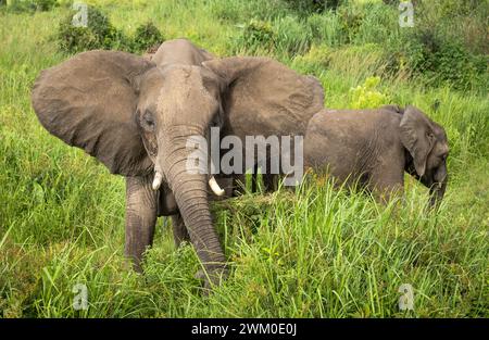 A female African Savanna Elephant  (Loxodonta africana) and her calf in Mikumi National Park in Tanzania. This elephant as listed as endangered Stock Photo