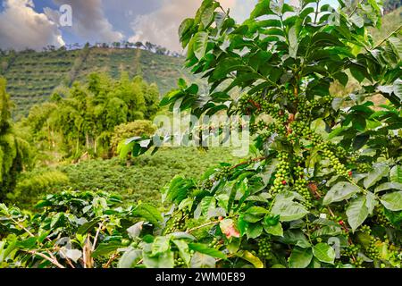 Hacienda San Alberto, Cafetal, Coffee plantations, Coffee Cultural Landscape, Buenavista, Quindio, Colombia, South America Stock Photo