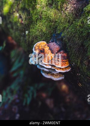 Fungus growing on moss-covered fallen log in forest Stock Photo