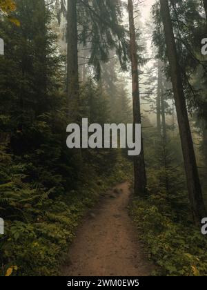 A scenic pine tree-lined trail with sunlight filtering through the forest Stock Photo