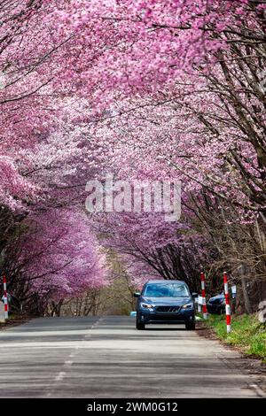 A beautiful Cherry Blossom tunnel over a rural road in the Aomori area of northern Japan Stock Photo