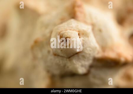 Detail of spiral tip of maritime conch shell macro in horizontal Stock Photo