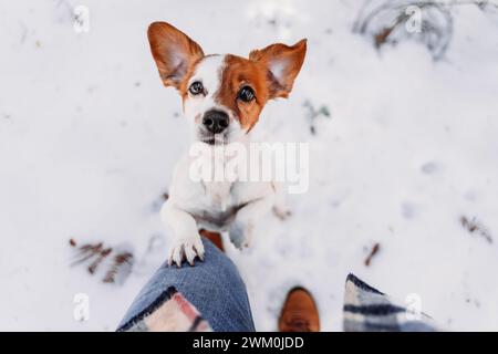 Cute dog touching owner with paw in snow Stock Photo