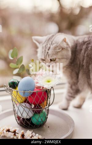 Cat near flowers decorated on Easter eggs in basket Stock Photo