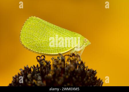 Green Cone-headed Planthopper ona rudbeckia flower with orange blurred background and copy space Stock Photo