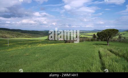 lush green, hilly Tuscan landscape in spring with yellow flowers, Tuscany, Italy Stock Photo