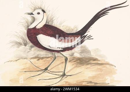 Pheasant-tailed jacana (Hydrophasianus chirurgus) by Gwillim Elizabeth in 1801 Stock Photo
