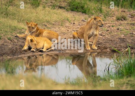 Lioness sits by waterhole with two others Stock Photo