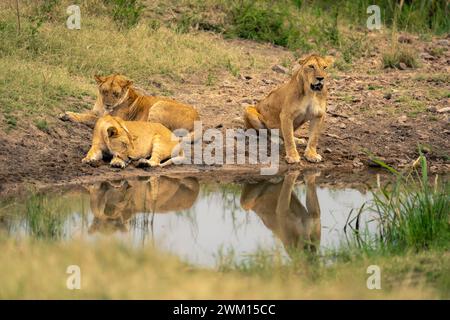 Lioness sits beside waterhole with two others Stock Photo