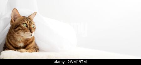Bengal cat resting on a cat mat. Copy space. Stock Photo