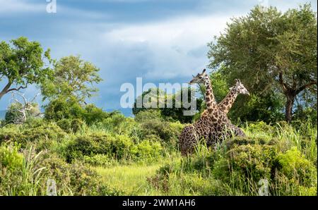 Two Masai giraffe (giraffa camelopardalis tippelskirchi) in Mikumi National Park in southern Tanzania. The Masai giraffe is listed as endangered. Stock Photo