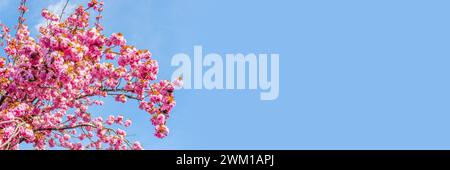 Branch of pink cherry tree in bloom on blue sky background, cherry blossom in spring, hanami season in Japan, panoramic header with copy space Stock Photo
