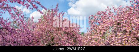 Pink cherry blossom in a cherry orchard with many trees in bloom in spring, hanami season in Japan, panoramic web banner Stock Photo