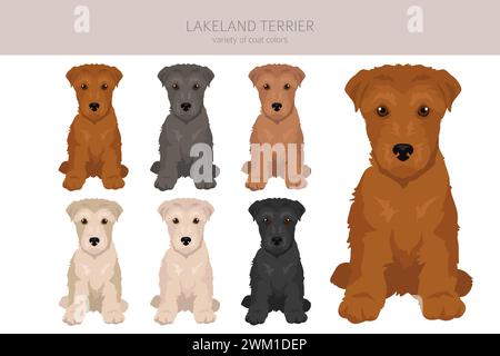 Lakeland terrier puppy clipart. Different poses, coat colors set.  Vector illustration Stock Vector