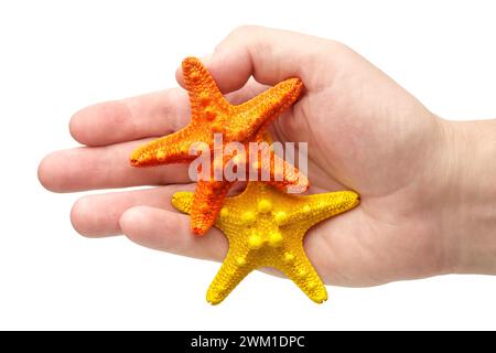 Hand holding two starfish, yellow and orange, close-up shot, isolated on white background Stock Photo