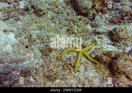 Starfish on Maldives island. Tropical and coral sea wildelife. Beautiful underwater world. Underwater photography. Stock Photo