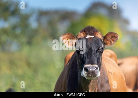 Jersey dairy cattle in a pasture, Cumbria, UK. Stock Photo