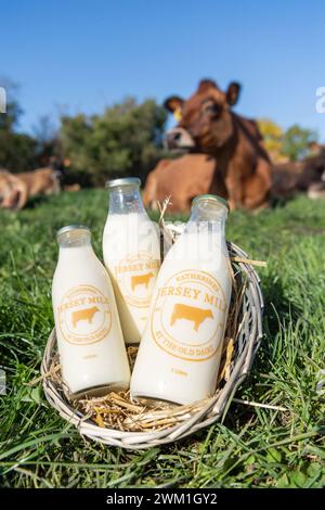 Jesrsey cow in field of lush grass with bottles of milk, produced by the herd, in front of her. Cumbria, UK. Stock Photo