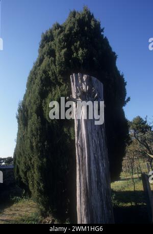 4069232 Recanati (Macerata). Trunk of a cypress dear to poet Giacomo Leopardi in the convent of Santo Stefano (photo); (add.info.: Life of Giacomo Leopardi / Vita di Giacomo Leopardi  Recanati (Macerata).  Tronco di un cipresso caro al poeta Giacomo Leopardi nel convento di Santo Stefano); © Marcello Mencarini. All rights reserved 2024. Stock Photo