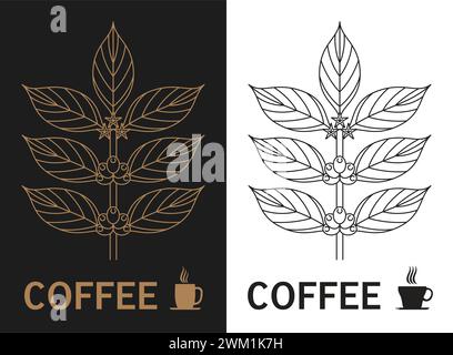 vector vintage illustration of coffee branch with flowers, beans and leaves. floral symbol. organic lux card with coffee plant. organic aroma drink Stock Vector