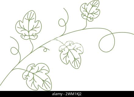 vector grape vine. green vine minimalist art design. leaves of grape vine isolated on white background Stock Vector