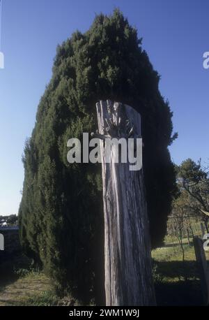 MME4730522 Recanati (Macerata). Trunk of a cypress dear to poet Giacomo Leopardi in the convent of Santo Stefano/Recanati (Macerata). Tronco di un cipresso caro al poeta Giacomo Leopardi nel convento di Santo Stefano -; (add.info.: Recanati (Macerata). Trunk of a cypress dear to poet Giacomo Leopardi in the convent of Santo Stefano/Recanati (Macerata). Tronco di un cipresso caro al poeta Giacomo Leopardi nel convento di Santo Stefano -); © Marcello Mencarini. All rights reserved 2024. Stock Photo