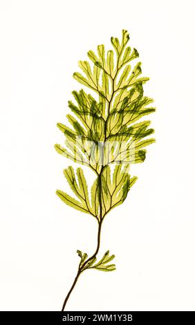 Tunbridge Filmy Fern: Hymenophyllum tunbrigense. Stock Photo