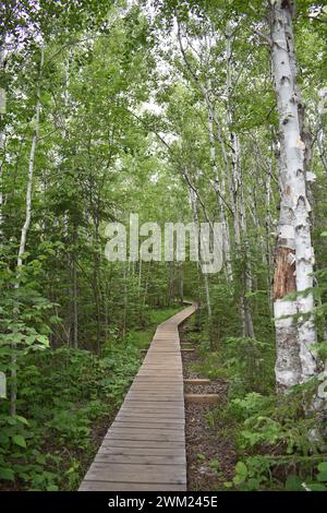 A boardwalk leads through a green forest of birch Stock Photo