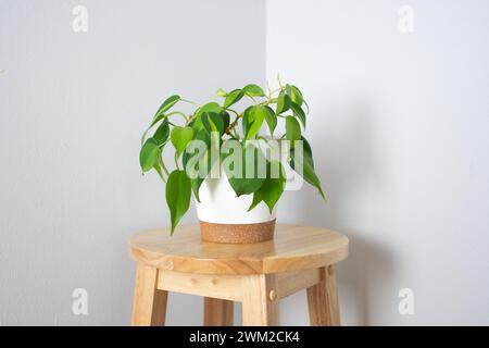 Brazilian Pothos in a white pot. Philodendron Brasil. Beautifil house plant  Stock Photo - Alamy