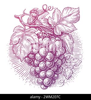 Grapes with leaves. Grapevine branch with berries. Vine, sketch vector illustration Stock Vector