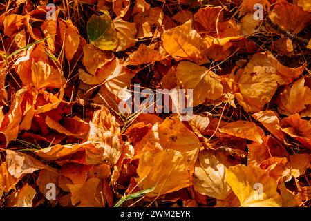 Fallen autumn leaves in autumn. Frailes, Jaén, Andalucía, Spain, Europe Stock Photo