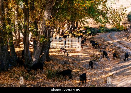 Herd of goats. Fuente de El Raso recreational area in autumn. Frailes, Jaén, Andalucía, Spain, Europe Stock Photo