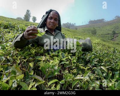 India, Kerala, Munnar: tea harvesting in the Tata Tea cultivations Stock Photo