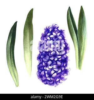 Hyacinth, bulbous plant, fragrant purple flower. Individual parts of the plant. Hand-drawn watercolor illustration. An element of the design of packag Stock Photo