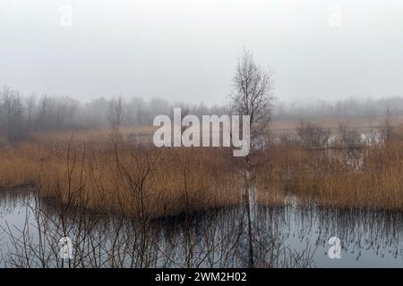 A picturesque lake is situated in the center of a lush field with trees on the outskirts, creating a stunning natural landscape in the ecoregion Stock Photo