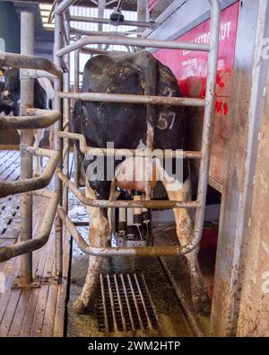 cow in a robot milking machine Stock Photo