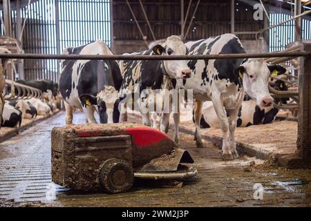 scraper mouse robot in the cubicle house with dairy cows Stock Photo