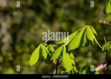 Green leaves in sunlight with blurry background and copy space Stock Photo