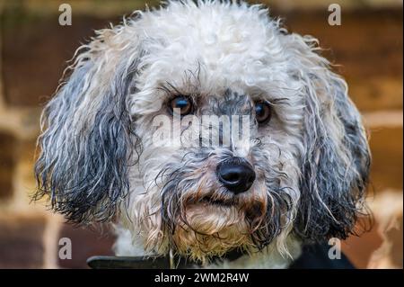 A close up face view of a Poochon puppy at Lamport, Northamptonshire, UK on a winter's day Stock Photo