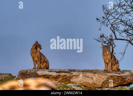 Two Iberian lynx in the Sierra de Andujar, Jaen. Spain. Stock Photo